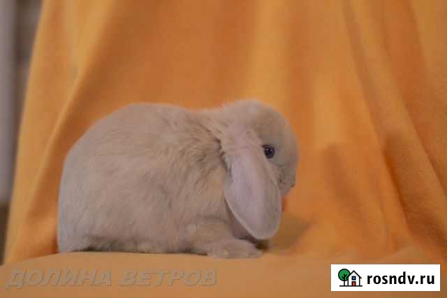 Девочка минилоп (дварф лоп, без гена кролика) Москва - изображение 1