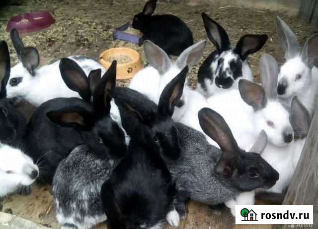 Полтавское серебро крольчата Южноуральск - изображение 1