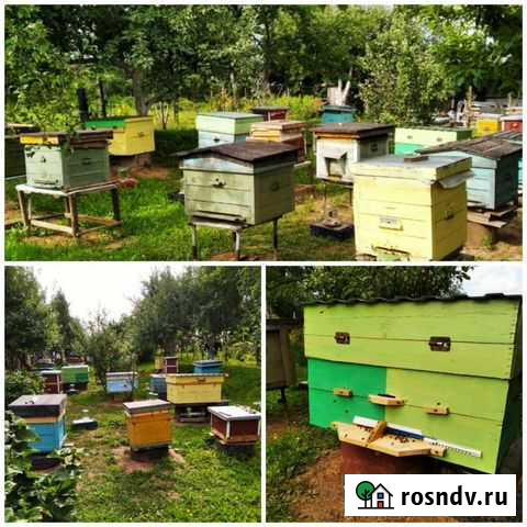 Мёд 2021 Новый Уренгой - изображение 1