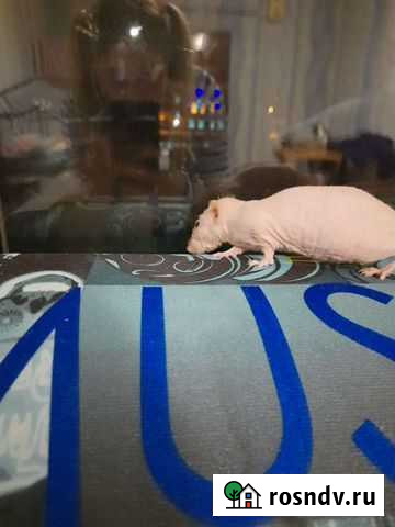 Крысята сфинкс Армавир - изображение 1