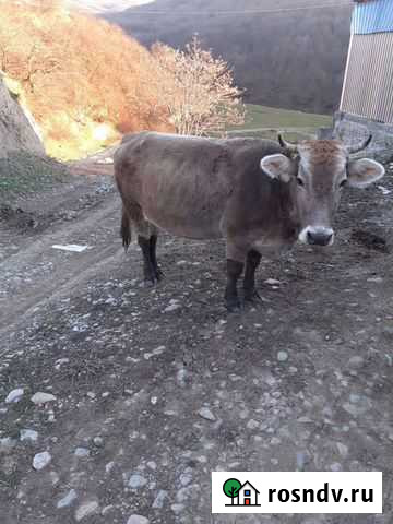 Корова Дылым - изображение 1