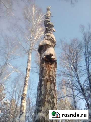 Чага Омск - изображение 1