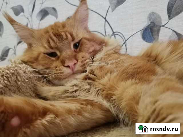 Кот Мейн-кун вязка Войсковицы - изображение 1