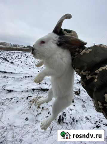Кролики калифорнийские Ульяновск - изображение 1