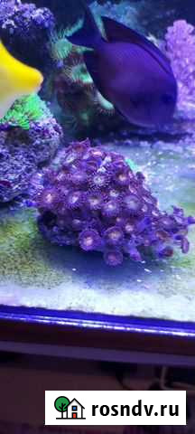 Кораллы Сочи - изображение 1