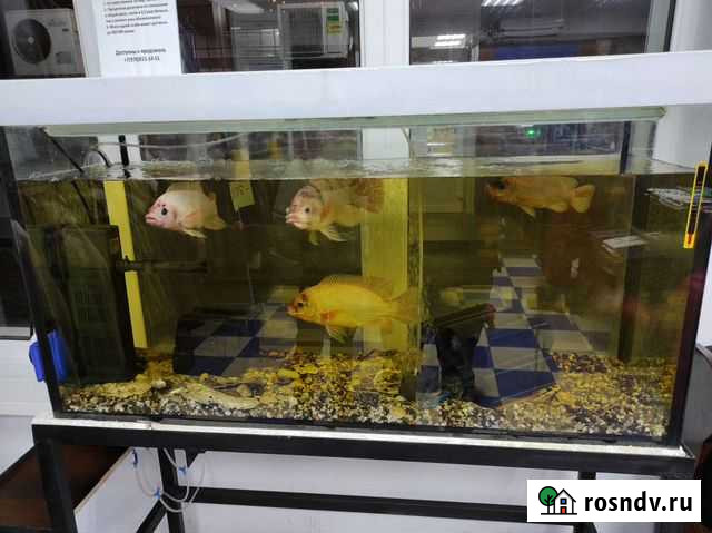 Аквариум+фильтр+компрессор+подогрев Феодосия - изображение 1