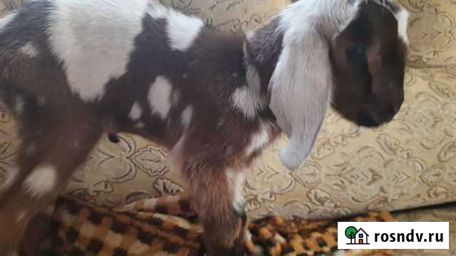 Распродажа нубийские козлик и козочка Краснодар - изображение 1