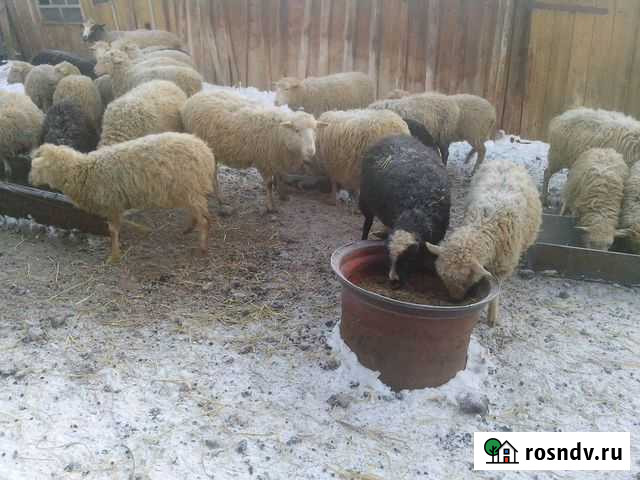 Бараны, овцы, ярки, ягнята живьём Ижевск - изображение 1