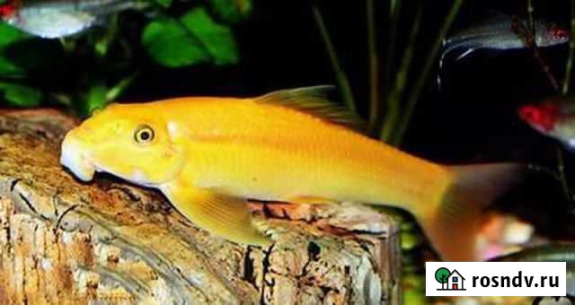 Гиринохейлус золотой Омск - изображение 1