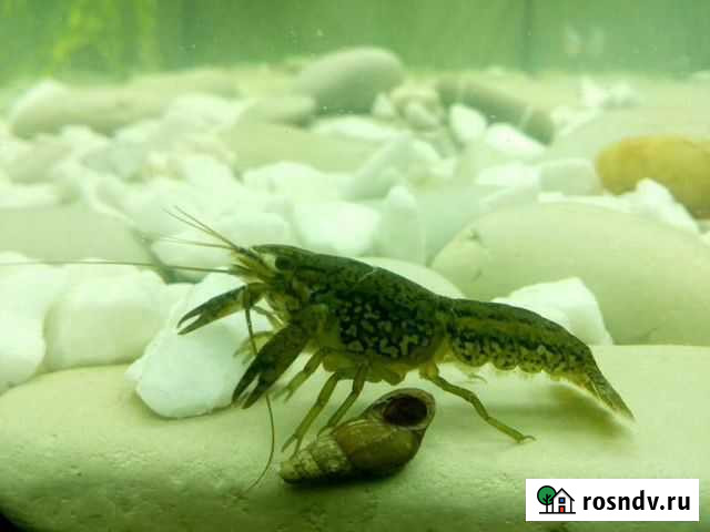 Мраморные раки Салехард - изображение 1