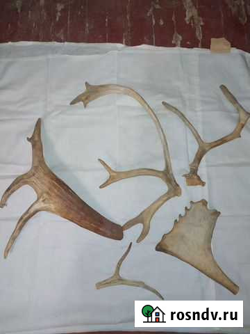 Рога Севастополь - изображение 1