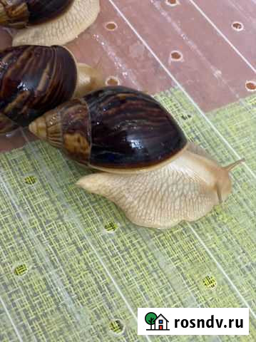 Улитки ахатины Сочи - изображение 1