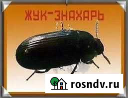 Жук Знахать Томск - изображение 1