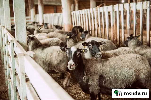 Овцы,бараны Владимир - изображение 1