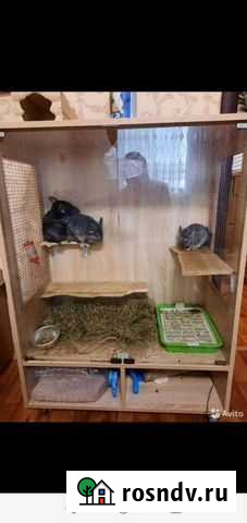 Шиншиллы Волгодонск - изображение 1