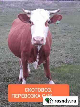 Крс, свиньи, лошади Рубцовск