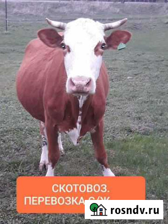 Крс, свиньи, лошади Рубцовск - изображение 1