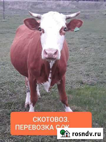 Крс, свиньи, лошади Рубцовск - изображение 1