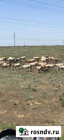 Крс сементалы Нариманов - изображение 1