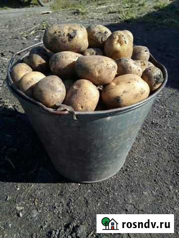 Продам картофель с доставкой Алейск - изображение 1