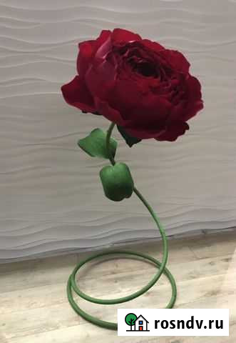 Ростовые цветы Дзержинск - изображение 1