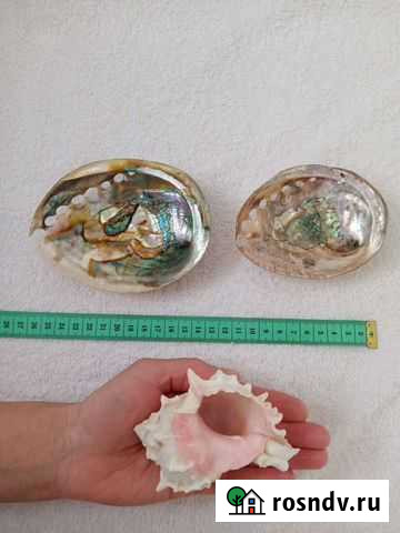 Ракушка Ейск - изображение 1