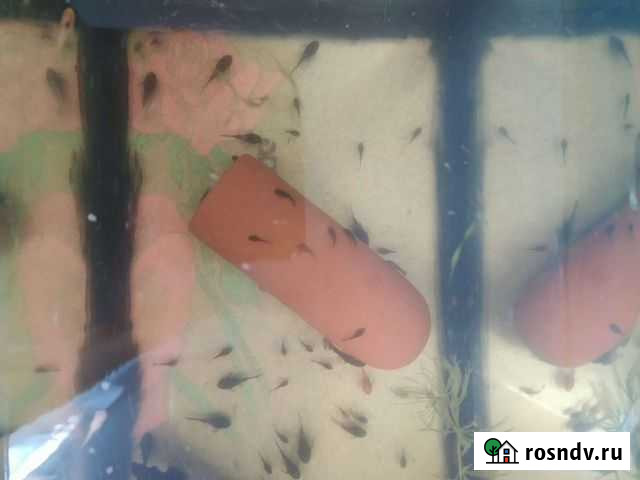 Сомики анцитрусы Краснодар - изображение 1