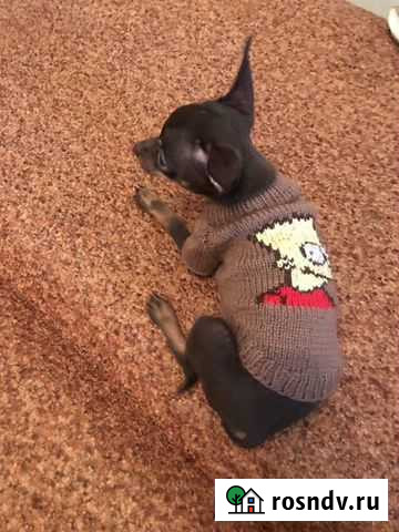 Одежда для маленьких собак Курск - изображение 1