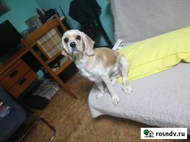 Стрижка животных Омск - изображение 1