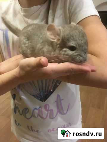 Шиншилла бежевая Екатеринбург - изображение 1