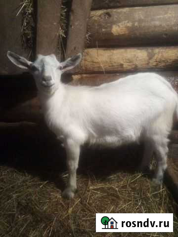 Козлик Лебяжье - изображение 1