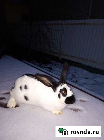 Кролики для разведения и мясо кролика Липецк - изображение 1