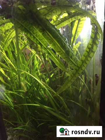 Растючка аквариумная разная, яванский мох Чехов - изображение 1