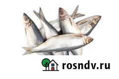 Селедка Сельдь Оптом Видное - изображение 1