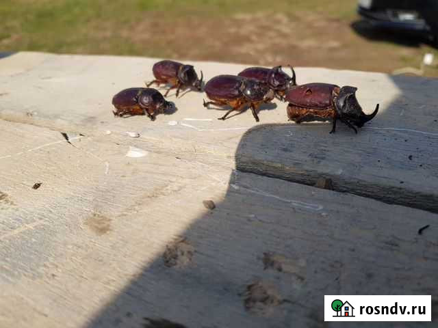 Жук носорог Челябинск - изображение 1