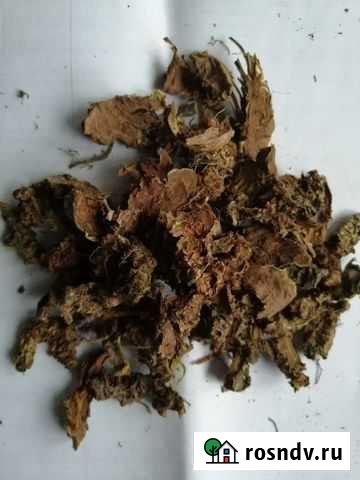 Золотой корень(родиола розовая) Иркутск - изображение 1