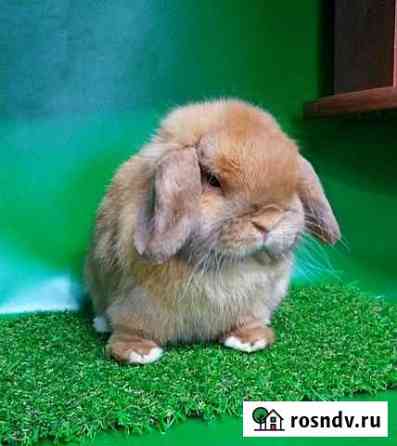 Карлики Минилопы (miniature lop) Уфа