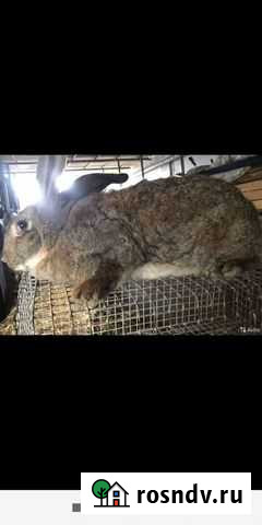 Кролики фландэр Мамадыш - изображение 1