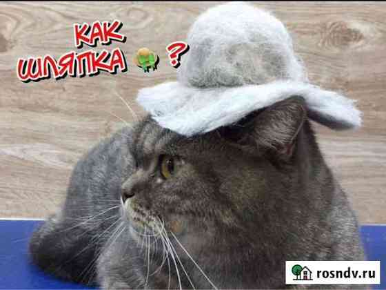 Вычесывание кошек Москва