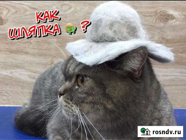 Вычесывание кошек Москва - изображение 1