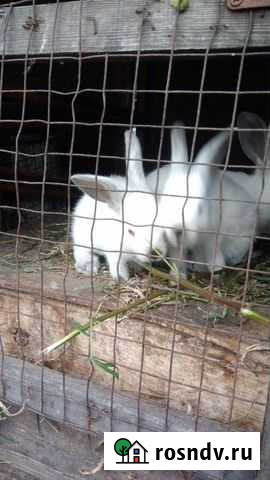 Кролик Иркутск - изображение 1