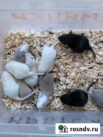 Крысята Брянск - изображение 1
