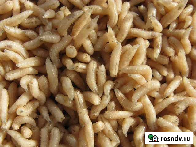 Мотыль крупный, мормыш, опарыш, черви любые Юрга - изображение 1