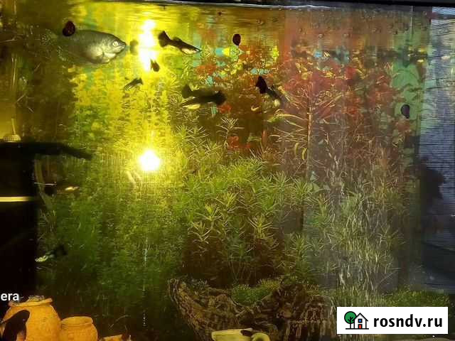 Аквариумные рыбки гуппи Лобня - изображение 1