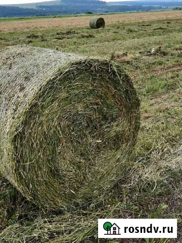 Продам сено Курагино - изображение 1