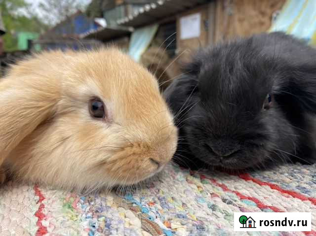 Кролики разных пород Белогорск - изображение 1