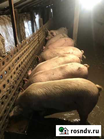 Свиноматки осеменненые Тацинская - изображение 1