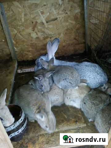 Кролики Шуя - изображение 1