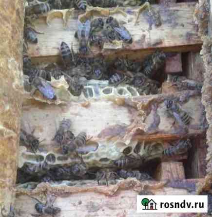 Прополюсный холстик (Положок) Мичуринск