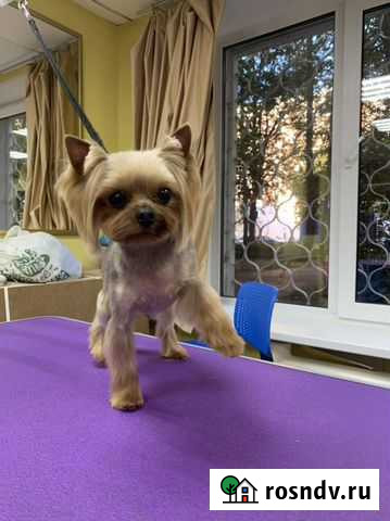 Требуется модель на груминг Оренбург - изображение 1